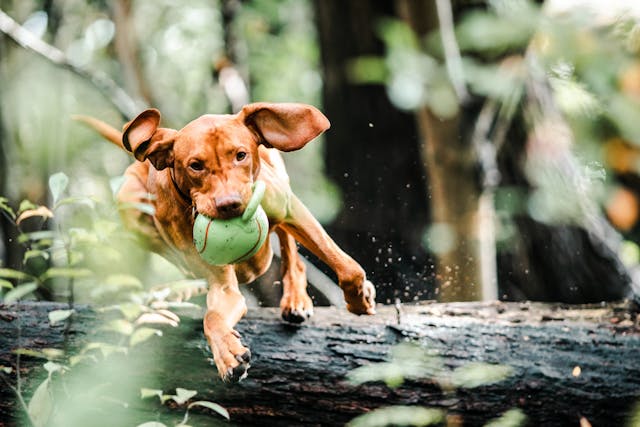 PawNest hero image
